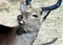 ホンシュウジカの写真 14